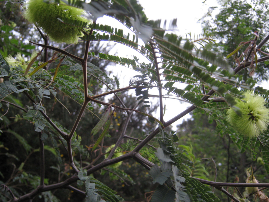 TURPENTINE TREE SEEDS SYNCARPIA GLOMULIFERA SEED NATIVE FLOWERING HARDY 