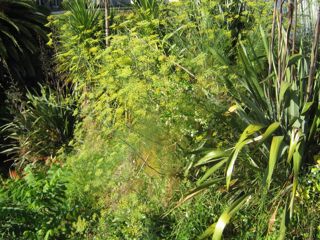 WEEDS - The Trees & Flowers of Whangarei.