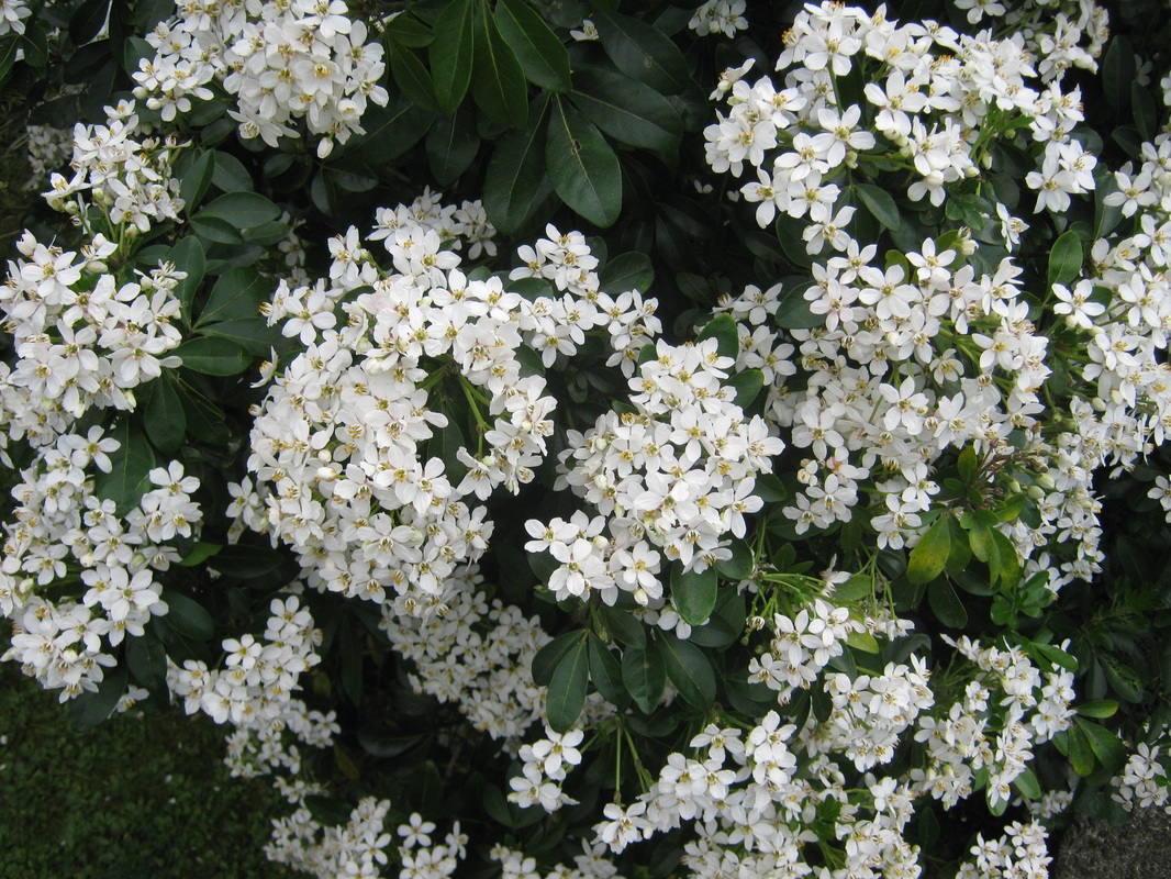 white flowering trees identification nz