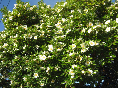HEDGES & SHADE PLANTS - The Trees & Flowers of Whangarei.
