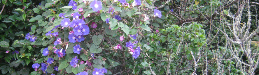 plant with mauve stalk and soft thorns
